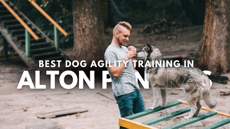 Best Dog Agility Training in Alton Pancras