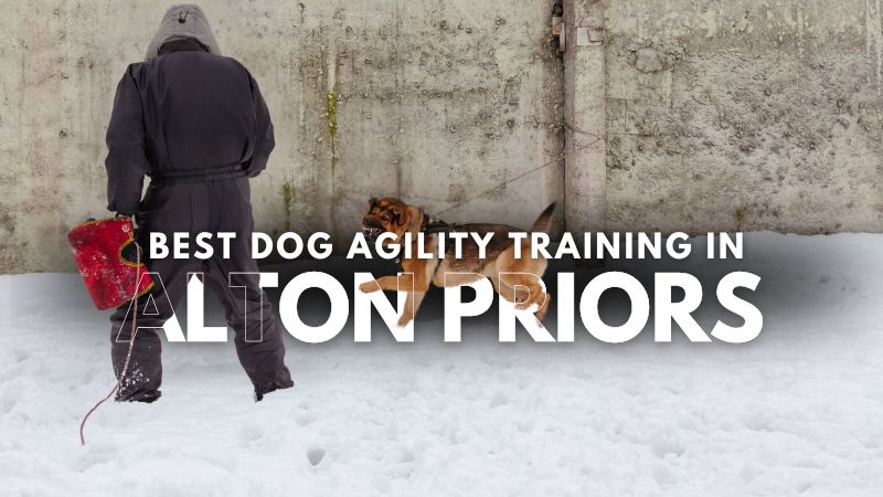 Best Dog Agility Training in Alton Priors