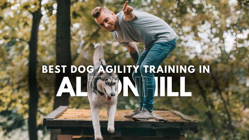 Best Dog Agility Training in Altonhill