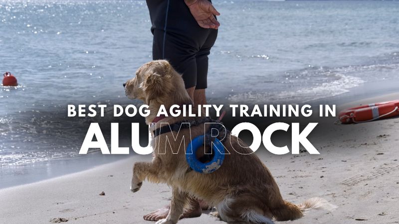 Best Dog Agility Training in Alum Rock