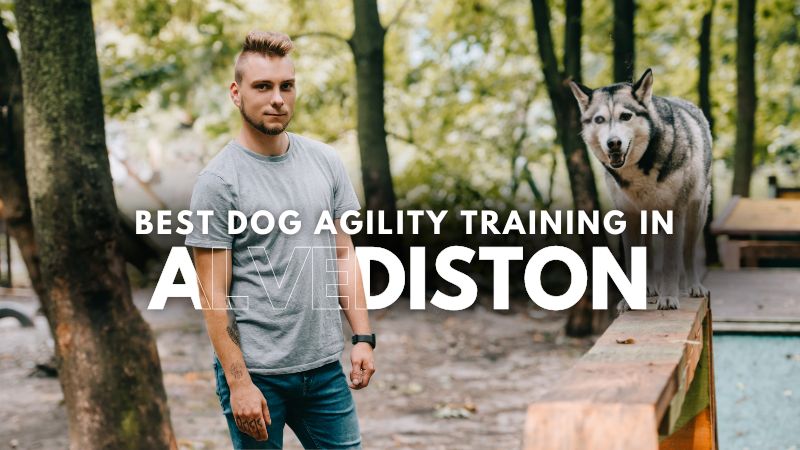 Best Dog Agility Training in Alvediston