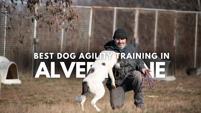 Best Dog Agility Training in Alverstone