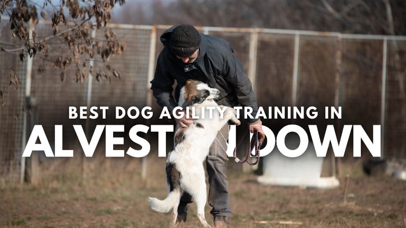 Best Dog Agility Training in Alveston Down