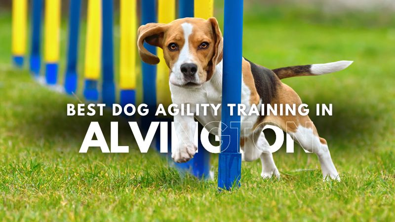 Best Dog Agility Training in Alvington