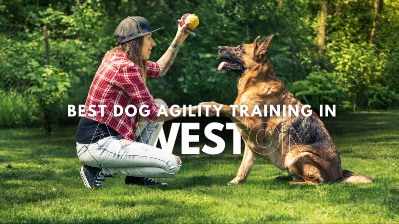 Best Dog Agility Training in Alweston