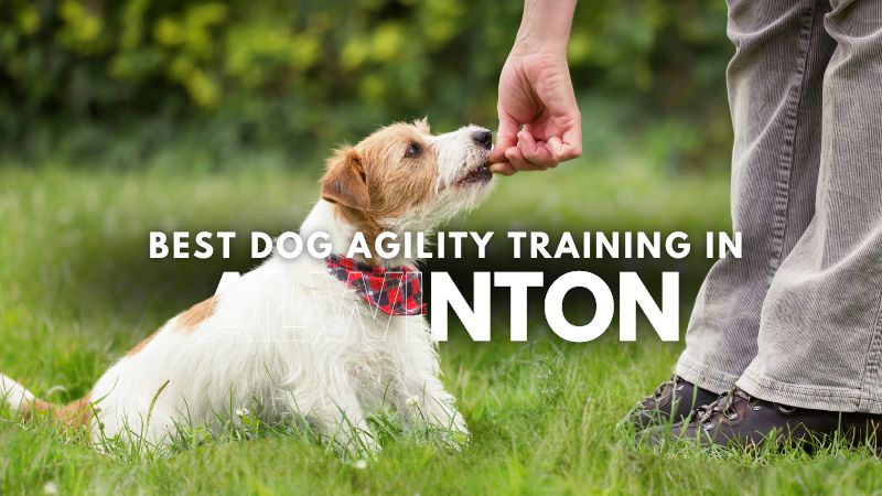 Best Dog Agility Training in Alwinton