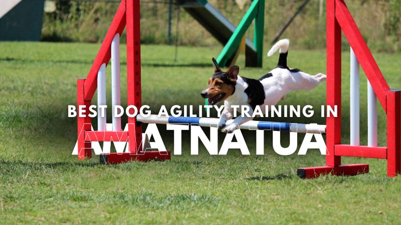 Best Dog Agility Training in Amatnatua