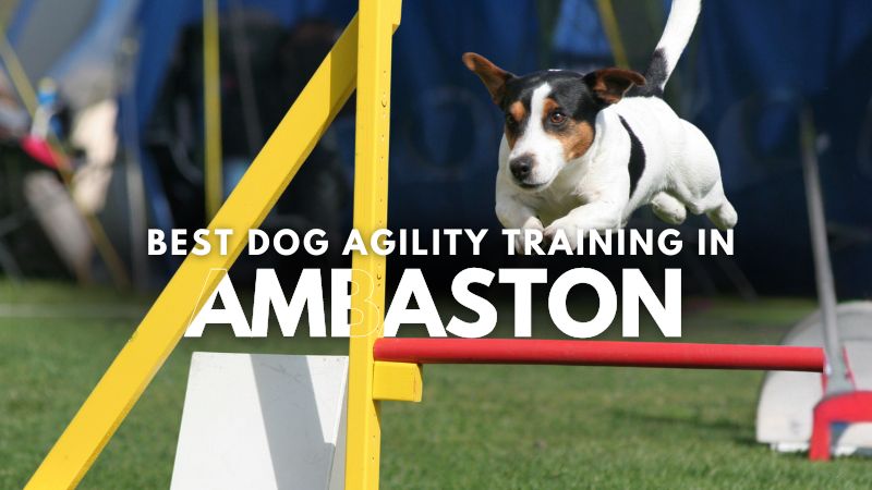 Best Dog Agility Training in Ambaston