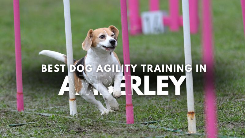 Best Dog Agility Training in Amberley