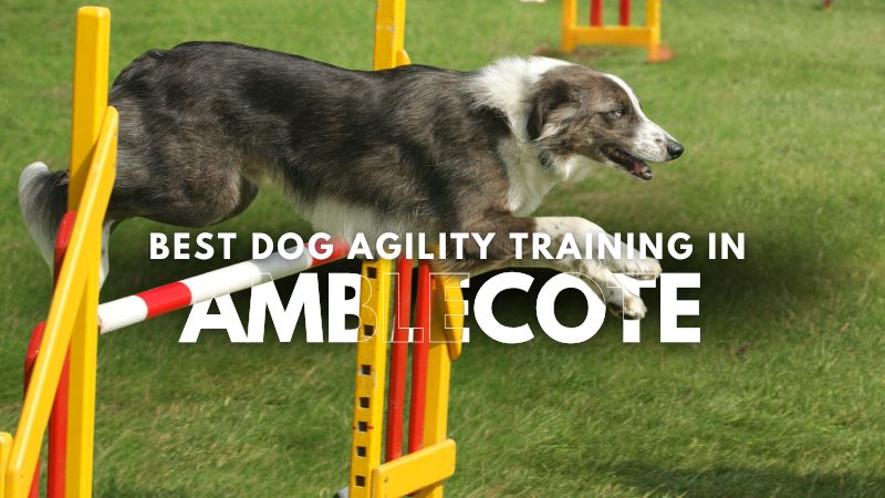 Best Dog Agility Training in Amblecote