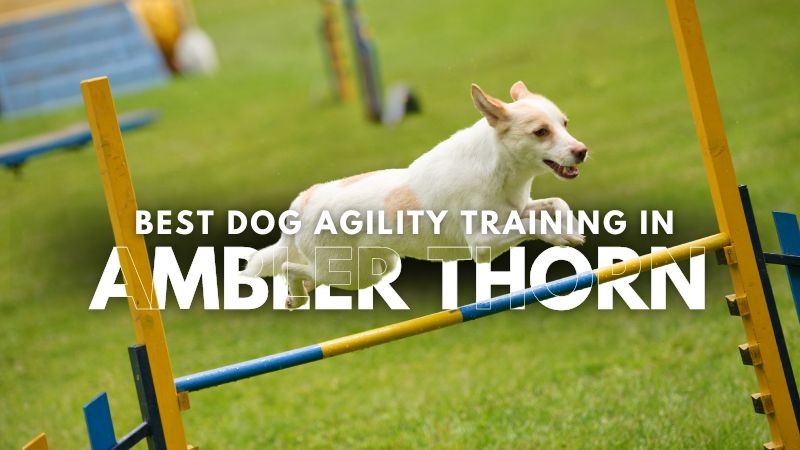 Best Dog Agility Training in Ambler Thorn