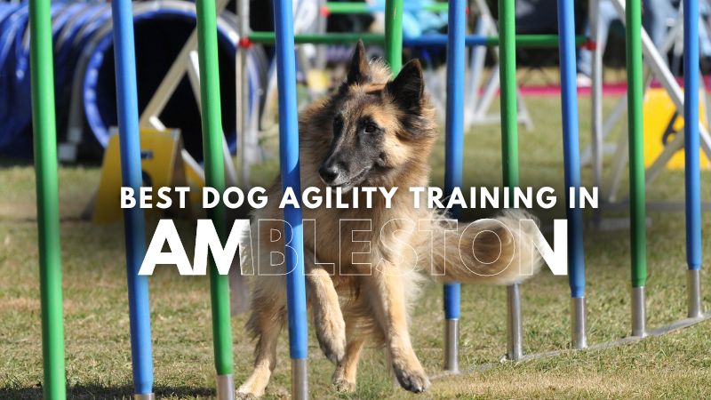 Best Dog Agility Training in Ambleston