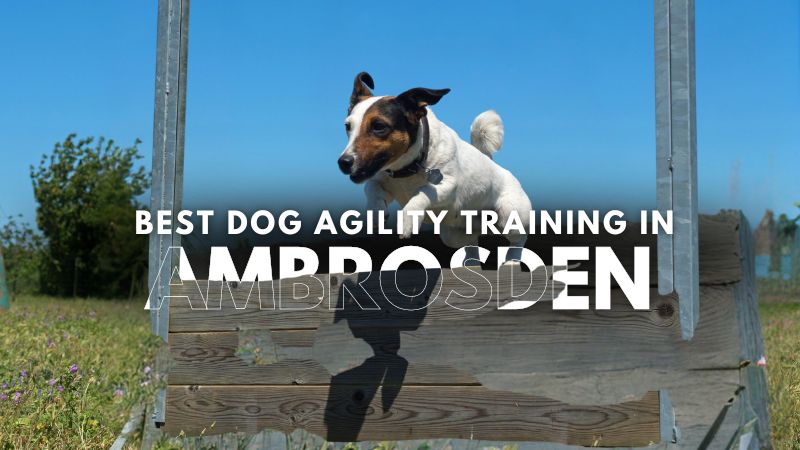 Best Dog Agility Training in Ambrosden