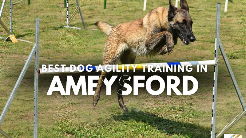 Best Dog Agility Training in Ameysford