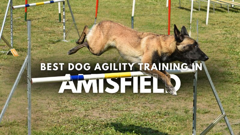 Best Dog Agility Training in Amisfield