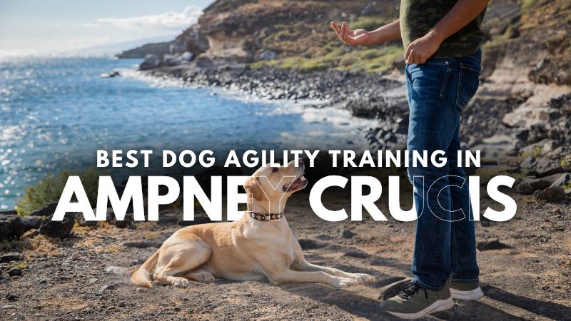 Best Dog Agility Training in Ampney Crucis