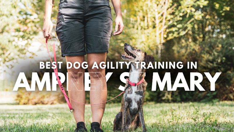 Best Dog Agility Training in Ampney St Mary