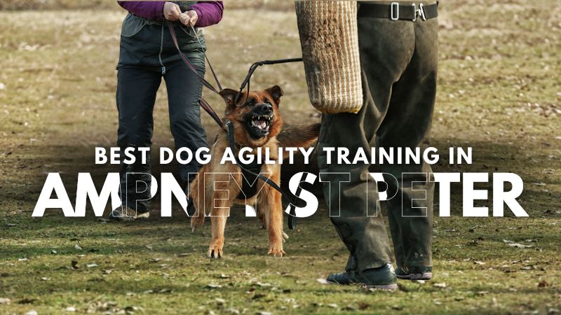 Best Dog Agility Training in Ampney St Peter