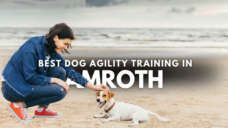 Best Dog Agility Training in Amroth