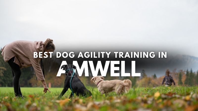 Best Dog Agility Training in Amwell