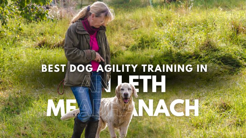 Best Dog Agility Training in An Leth Meadhanach