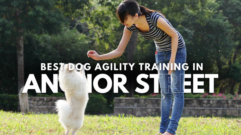 Best Dog Agility Training in Anchor Street