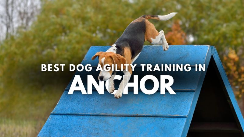 Best Dog Agility Training in Anchor