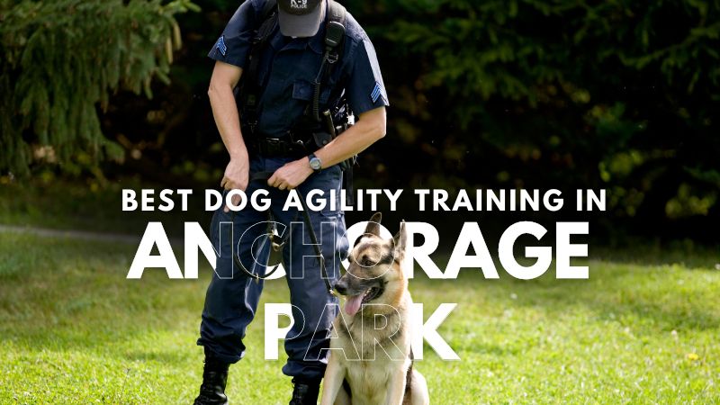 Best Dog Agility Training in Anchorage Park