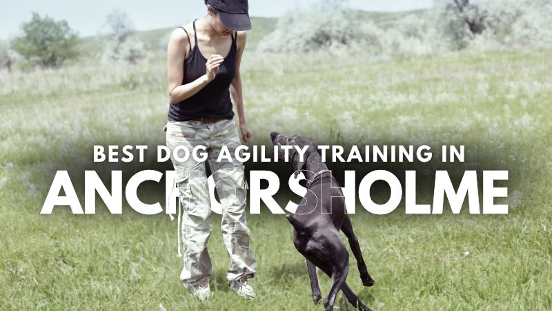 Best Dog Agility Training in Anchorsholme