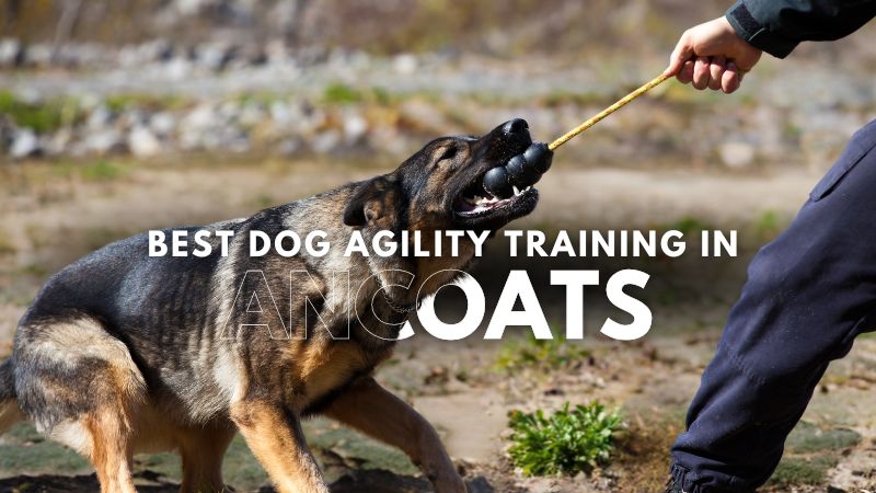 Best Dog Agility Training in Ancoats