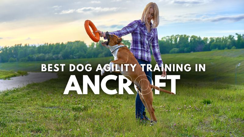 Best Dog Agility Training in Ancroft