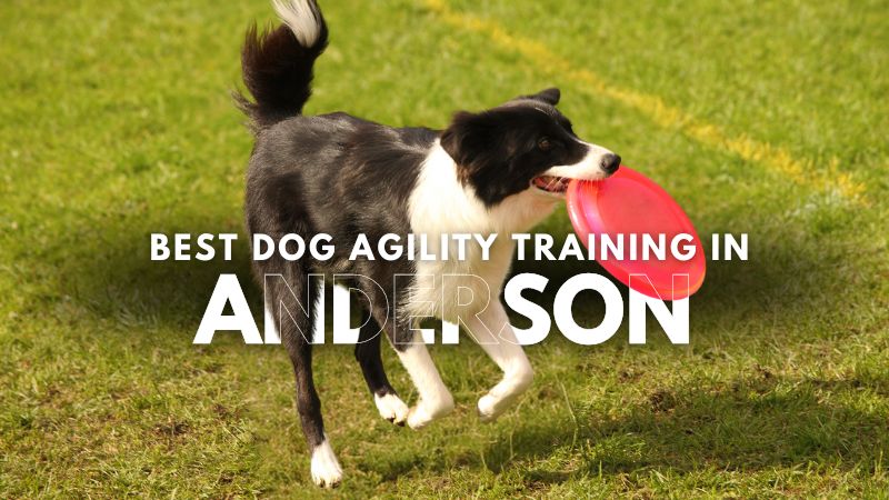 Best Dog Agility Training in Anderson