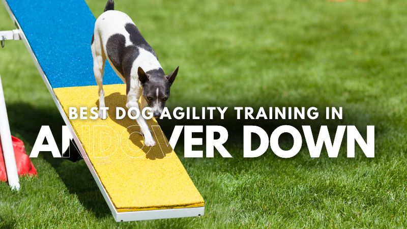 Best Dog Agility Training in Andover Down