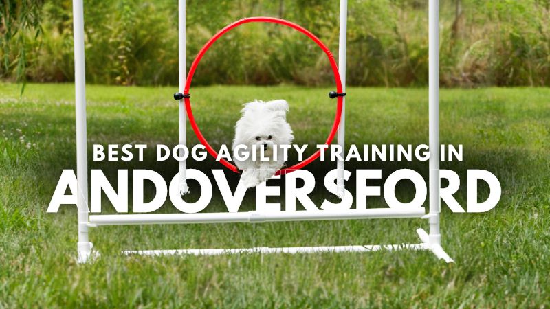 Best Dog Agility Training in Andoversford