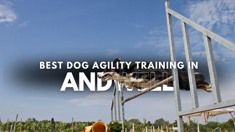 Best Dog Agility Training in Andwell