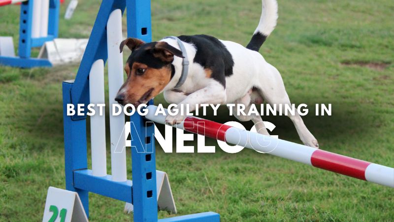 Best Dog Agility Training in Anelog