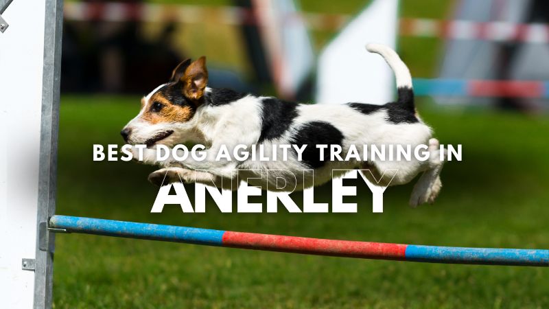 Best Dog Agility Training in Anerley