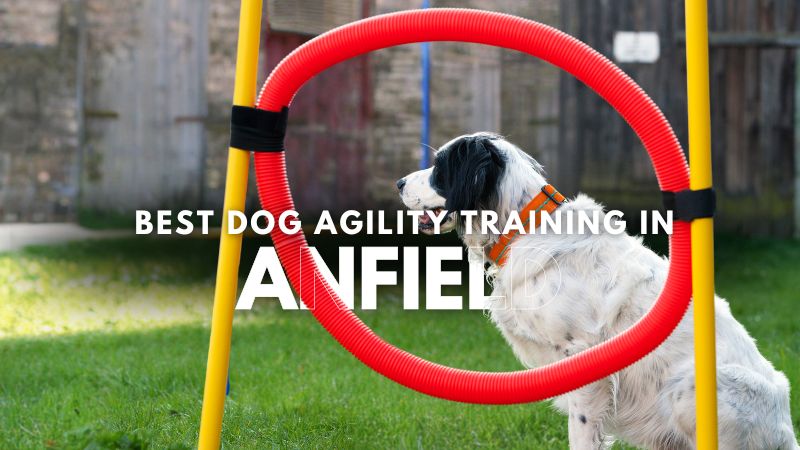 Best Dog Agility Training in Anfield