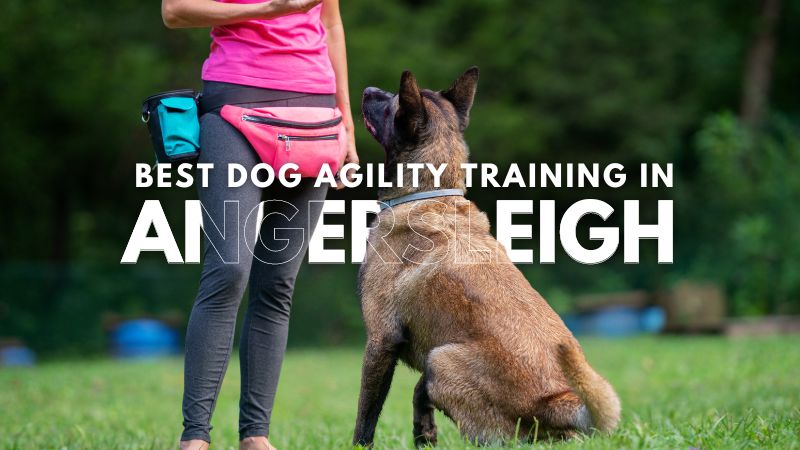 Best Dog Agility Training in Angersleigh