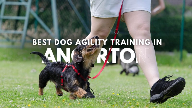 Best Dog Agility Training in Angerton