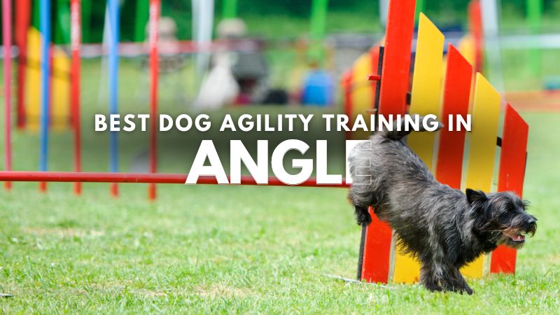 Best Dog Agility Training in Angle