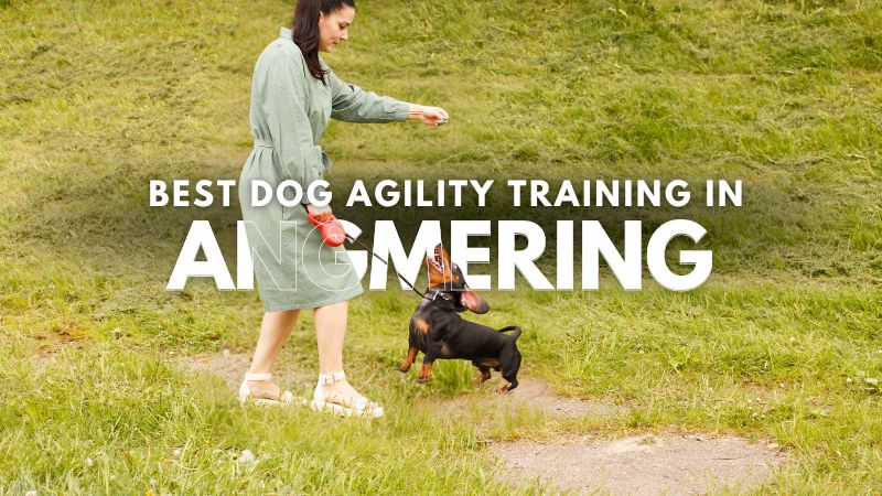 Best Dog Agility Training in Angmering