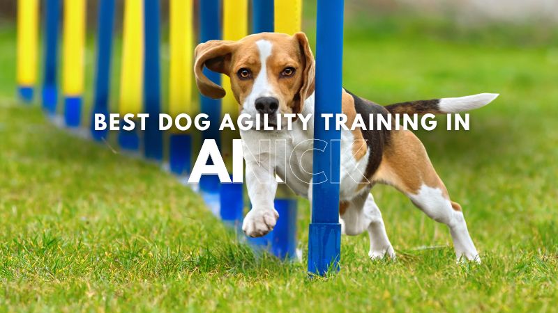 Best Dog Agility Training in Anick