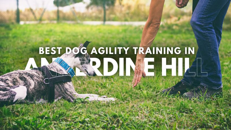 Best Dog Agility Training in Ankerdine Hill