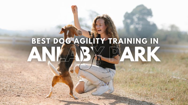 Best Dog Agility Training in Anlaby Park