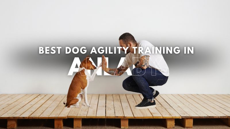 Best Dog Agility Training in Anlaby
