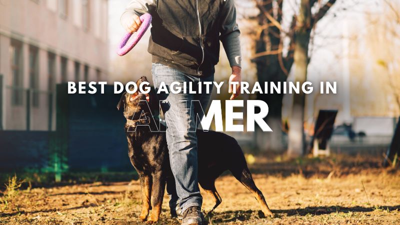Best Dog Agility Training in Anmer
