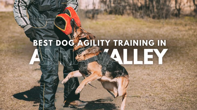 Best Dog Agility Training in Anna Valley