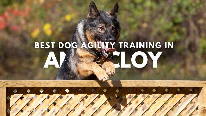 Best Dog Agility Training in Annacloy