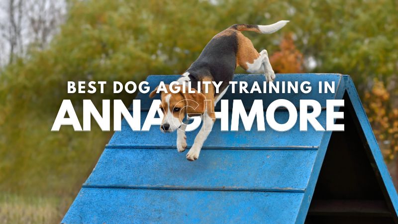 Best Dog Agility Training in Annaghmore